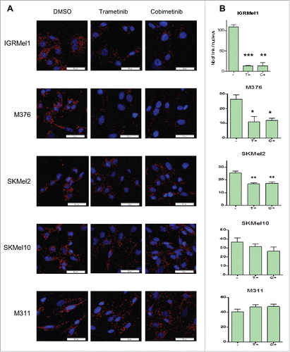 Figure 2. The formation of the eIF4F translation initiation complex is associated with resistance to MEK inhibitors. (A) eIF4E–eIF4G interactions detected by proximity ligation assay (PLA) in trametinib/cobimetinib-treated or untreated cell lines. The interactions were visualized as red spots. (B) PLA quantification showing the number of eIF4E-eIF4G interactions by cell. The data are presented as the mean s.d (n = 4), and differences were assessed with Student's t-test (* p < 0,05; ** p < 0,01; *** p < 0,001).