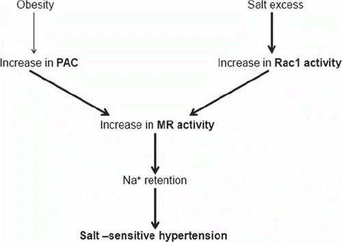 Figure 1. Mineralocorticoid receptor (MR) activation in salt-sensitive hypertension. Plasma aldosterone concentration (PAC) is increased in obese hypertensive patients even in the absence of primary aldosteronism. MR is also stimulated in normal- or low-aldosterone type of salt-sensitive hypertension, potentially due to Rac1 activation. As a result, sodium (Na+) is retained and hypertension develops. See text for a description of detailed mechanisms of aldosterone overproduction in obese hypertension and of Rac1 activation in normal- or low-aldosterone types of hypertension.