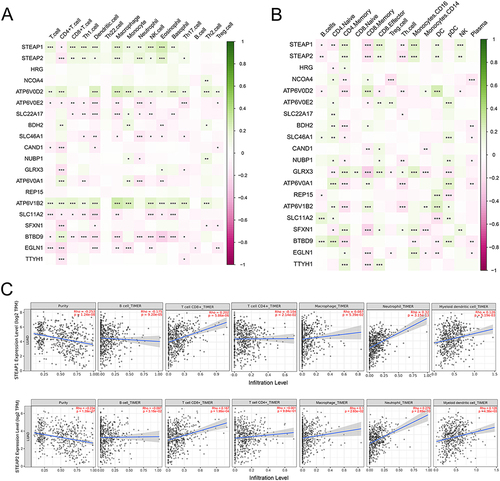Figure 6 Correlations between 20 iron metabolism related genes and immune activities in TCGA-LUAD tissues. (A) Correlations between 20 iron metabolism related genes and immune activity scores (cell recruiting) in TCGA-LUAD tumor tissues. (B) Correlations between 20 iron metabolism related genes and immune cell infiltration (relative proportion of tumor-infiltration immune cells) in TCGA-LUAD tumor tissues. ***P < 0.001, **P < 0.01, *P < 0.05. (C) The correlation of STEAP1 and STEAP2 expression level with immune cells validated by the TIMER database.