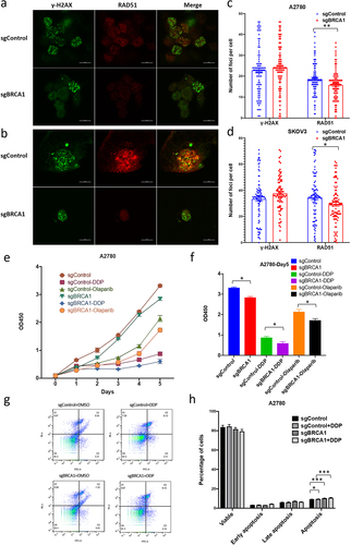 Figure 4. The impact of epigenetic editing of the BRCA1 promoter on HR repair capacity and drug sensitivity in OC cells.