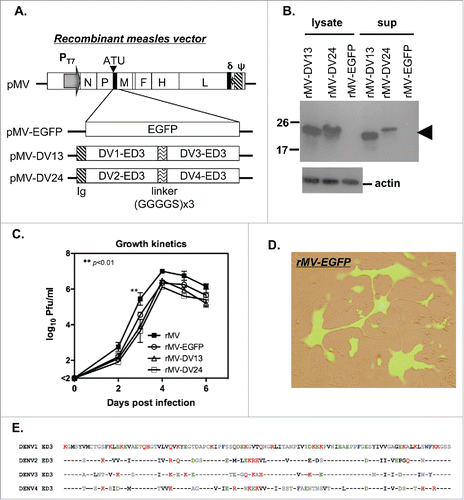 Figure 1. Preparation of the recombinant measles viral vector tetravalent dengue vaccine. (A) Schematic diagram of the infectious clone pMV containing the antigenomic cDNA of the Moraten MV strain is shown. The required elements including the T7 promoter (PT7), an additional transcription unit (ATU), the delta ribozyme (δ) and the T7 polymerase terminator (ψ) are also indicated. The infectious clones of the recombinant virus, which carried either an EGFP reporter gene (pMV-EGFP) or tandem repeats of ED3 from DENV-1 and 3 (pMV-DV13) and DENV-2 and 4 (pMV-DV24) with a secretory signal (Ig) and linker (GGGGS x3) are shown at the bottom. (B) The presence of dengue ED3 protein in the cell lysate and culture supernatant of Vero cells infected with recombinant viruses were detected by Western blotting with an anti-ED3 monoclonal antibody and indicated by the arrow; the signal for the actin protein in the cell lysate is also shown at the bottom. (C) Vero cells were infected with the different recombinant viruses and cell lysate and supernatant were harvested to determine the virus titers by plaque assay. The growth kinetics of recombinant viruses are presented with the mean and standard deviation (SD) from 2 experiments. (D) Vero cells were infected with rMV-EGFP, and the merged image of rMV-EGFP-infected syncytial cells from bright field and fluorescent microscopy is shown. (E) The consensus amino acid sequence from 4 serotypes of ED3 was aligned and listed.