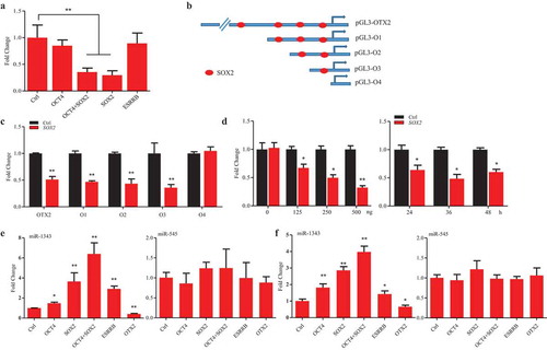 Figure 5. SOX2 represses OTX2 and stimulates miR-1343 expression. A. Luciferase assay of OTX2 promoter activity in P19 cells that were transfected by pluripotent gene constructs. B. Truncated constructs of OTX2 promoter with the predicted SOX2 binding sites. C. Luciferase assay of OTX2 promoter activity in P19 cells treated by overexpression of SOX2. D. Dose-dependent (left panel) and time-course (right panel) assays of OTX2 promoter activity in P19 cells treated by overexpression of SOX2. E-F. Pluripotent factors regulate the expression of miR-1343 and miR-545 in piPSC-dox (E) and PS23 (F) cells. Ctrl, cells were treated with pcDNA3.1 basic. Data indicate mean ± SD. * p < 0.05, ** P < 0.01 n = 3.