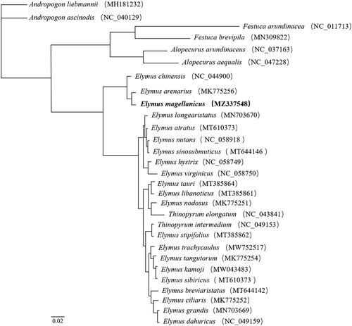 Figure 1. The maximum likelihood (ML) phylogenetic tree was constructed by the complete chloroplast genome of 29 species, including the Elymus magellanicus (MZ337548) chloroplast genome in this study.