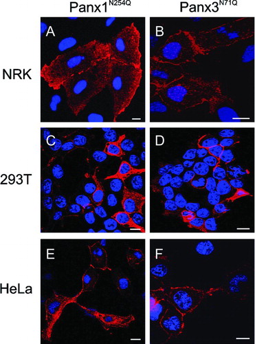 Figure 2 Subcellular expression profiles of N-glycosylation mutants Panx1N254Q and Panx3N71Q. Mutant pannexins were expressed in NRK (A, B), 293T (C, D), and HeLa (E, F) cells prior to immunolabeling for Panx1 (A, C, E; red) or Panx3 (B, D, F; red). Note the presence of both mutants at the cell surface as well as within intracellular compartments. Nuclei were stained with Hoechst 33342 (blue). Bars = 10 μ m.