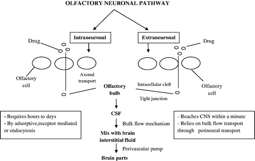 Figure 1. Representative mechanism of nose to brain pathway.