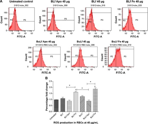 Figure 2 (A) ROS production in the differently treated groups of RBCs after 48 hours of incubation. (B) ROS production shown using bar diagrams. Each value is a replicate of three values. A significant fold increase *P<0.05 was found in the iron-treated groups when compared with the untreated group and significant P<0.05 difference was found within different groups, along with a significant *P<0.05 decrease in ROS production in the apolactoferrin-treated group compared with the untreated group.