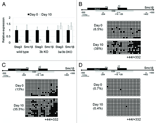 Figure 5. Downregulation of Stag3 and Smc1β gene expression during embryoid body (EB) differentiation of wild-type, Dnmt3b knockout (KO), and Dnmt3a/3b double knockout (DKO) J1 ESCs. (A) qPCR analysis of Stag3 and Smc1β RNA expression during EB differentiation of wild type, 3b KO, and 3a/3b DKO J1 ESCs at Day0 and Day 10. (B) CGI methylation of the downstream region of the Smc1β promoter measured using bisulfite sequencing from the sample of Day 0 and Day 10 following EB differentiation of wild-type J1 ESCs, Dnmt3b KO (C), and Dnmt3a/3b DKO (D).