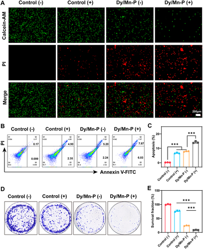 Figure 3 In vitro radiosensitization effect of Dy/Mn-P. (A) Live/dead cells assay after various treatments, in which (-)/(+) indicated without/with X-ray irradiation. Scale bar = 200 μm. (B and C) Representative flow cytometry plots and quantitative apoptosis analysis of B16-F10 cells by staining with Annexin V-FITC and PI after different treatments (n = 3). (D and E) Colony formation of B16-F10 cells after various treatments indicated and the corresponding survival fraction. Data were given as mean ± SD (n = 3). Statistical significance was calculated via one-way ANOVA with Tukey’s test: ***P < 0.001.