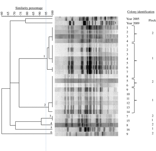 Figure 2. PFGE dendrogram and corresponding DNA fragment patterns of 25 E. coli colonies obtained from the bone marrow of single hens with EPS from two successive flocks of Farm C (Flocks 1 and 2). Most colonies of the second flock belonged to genotype 1 or 2 that also dominated in the previous flock. Additional colonies of the years 2005 and 2009 from other EPS cases were included.