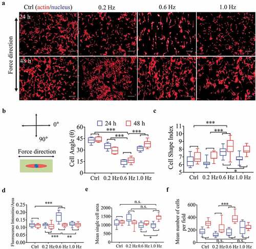 Figure 1. Morphological and quantitative analysis of NIH-3T3 cells on plane for 24 or 48 h. (a) The merged images consist of F-actin (red) and the DAPI-stained nucleus (blue). The force direction is vertical, and static culture as a negative control. Scale bars: 200 μm. (b) The cell direction converted to a range of 0–90°. (c) Box plot of CSI. (d) Average red fluorescence intensity (F-actin). (e) Mean single cell area. (f) Cell counts. Statistical signiﬁcance was assessed by two-way classification ANOVA with Bonferroni’s (b-f) post hoc test (n = 9). Mean ± SEM (b, c), Mean ± SD (d-f)