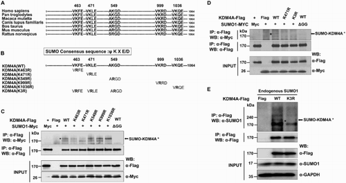 Figure 2. Lysine 471 is the major SUMO site in KDM4A. (A) Alignment of the KDM4A sequence from vertebrates showing a conservation of the potential sumoylation site at position K471. (B) Schematic representation of the position of the five potential sumoylation sites in KDM4A. Bolded ‘R’ indicates a point mutation from K to R. (C) Myc-SUMO1 or Myc-SUMO1-ΔGG expression vectors were introduced into 293 T cells together with Flag-KDM4A-WT or Flag-KDM4A mutants in which K was mutated to R (K463R, K471R, K549R, K999R, and K1036R). Total lysates were used for immunoprecipitation with FLAG agarose beads, and followed by immunoblotting. (D) Lysates of 293 T cells transiently cotransfected with Flag-KDM4A-WT, Flag-K471R, or Flag-K3R (K463R/K471R/K549R) with Myc-SUMO1 or Myc-SUMO1-ΔGG were immunoprecipitated with FLAG beads followed by immunoblotting. (E) The 293 T cells were transiently transfected with Flag-KDM4A-WT or Flag-KDM4A K3R. Total cell extracts were subjected to immunoprecipitation by anti-FLAG agarose beads, followed by immunoblot analysis using an anti-SUMO antibody. Asterisks indicate SUMO-modified KDM4A proteins. Glyceraldehyde-3-phosphate dehydrogenase (GAPDH) was used as a loading control.