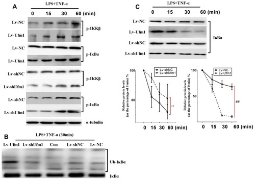 Figure 5 Ufm1 promotes TNF/LPS-dependent NF-κB activation by promoting the ubiquitination and degradation of IκBα. (A) Effects of Ufm1 on p-IKK and p-IκBα levels in RAW264.7 cells; (B) Effects of Ufm1 on the ubiquitination of IκBα. The cells were incubated with 50 µg/mL ALLN for 30 min and then treated with LPS (1000 ng/mL) and TNF-α (20 ng/mL). Cytoplasmic extracts were fractionated and then subjected to Western blot analysis using specific anti-IκBα antibodies. (C) Effects of Ufm1 on the degradation of IκBα. IκBα levels were quantified and are shown as the fold change compared to the control at 0 min. The data are presented as the mean±SD, n=3. **P<0.01 compared to the Lv-shNC group; ##P<0.01 compared to the Lv-NC group.