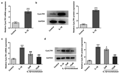 Figure 1. Montelukast suppresses the expression of CysLTR1 in IL-1β-induced ATDC5 cells. (a–b) The expression of CysLTR1 in ATDC5 cells induced by IL-1βwas detected by RT-qPCR and western blot. (c–d) The expression of CysLTR1 in IL-1β-induced ATDC5 cells was measured by RT-qPCR and western blot under montelukast treatment. ***p < 0.001 Vs control. #p < 0.05, ###p < 0.001 Vs IL-1β