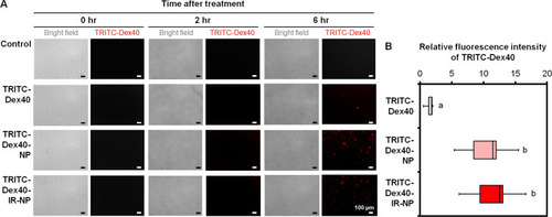 Figure 7 (A) Bright-field and fluorescent images of the HaCaT cells at 0, 2, and 6 hours post treatment with free TRITC-Dex40, TRITC-Dex40-NP, or TRITC-Dex40-IR-NP maintaining the concentration of TRITC-Dex40 at 9.4 μg/mL or IR-820 at 600 nM, and (B) Relative fold change in the fluorescence intensity of TRITC-Dex40 in the lysate extracted from the treated HaCaT cells. Different letters above the box plots indicate the statistically significant differences (P < 0.05) and n = 5. Scale bar = 100 µm.