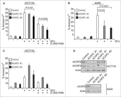 Figure 3. Knockdown of human ACAP2 reduces 5FU-induced apoptosis in cancer cells. (A, C) HCT116 cells stably expressing shRNAs targeting ACAP2, ACAP3, or a non-targeting control (Ctrl) were treated with 375 μM 5FU for 24 hours prior to analysis of phosphatidylserine externalization (Annexin V) via flow cytometry. Where indicated, cells were pretreated with 2 μM Z-VAD-FMK for 1 hour. (B) A549 cells stably expressing shRNAs targeting ACAP2 or a non-targeting control (Ctrl) were treated and analyzed as in A. All Data shown represent at least 3 independent experiments +/− SEM. P-values were calculated using Student's t-test (unpaired, 2-tailed). (D) Immunoblots showing degree of ACAP2 and ACAP3 knockdown for 2 independent shRNAs.