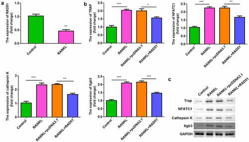 Figure 3. RAD51 suppressed osteoclastogenesis. (a) The expression level of RAD51 was determined in RAW264.7 cells treated with or without RANKL by qPCR. (b) The mRNA expression levels of TRAP, NFATC1, cathepsin K, and Itgb3 were determined using qPCR. (c) The protein expression levels of TRAP, NFATC1, and cathepsin K were determined using Western blot. ***P < 0.001. **P < 0.01. *P < 0.05.