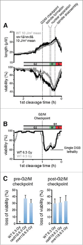 Figure 4. Cells abruptly lose the capacity for HDR of DSBs and begin to exhibit a requirement for mutagenic TLS when they pass the G2/M checkpoint. (A) Rev1 and Polζ are required for survival when damage is incurred between the G2/M checkpoint and mitotic spindle disassembly. The mean and s.d. of the experiments from Figure 3I are plotted. The median times established in Figure 2B are shown for the indicated landmarks. (B) Populations of 300 cells were imaged after exposure to 6.3 Gy of X-rays, a dose chosen to produce 1 DSB/cell on average (0.5 DSB/genome).Citation63 The probability that a genome received one or more DSBs was 0.39 at this level of exposure assuming a Poisson distribution, so 39% loss of viability was expected if each DSB were lethal. Viability of wild-type cells, calculated as in Figure 3, is plotted as a function of cell cycle stage. Two separate experiments are shown. (C) Wild-type cells exhibit the same X-ray sensitivity as cells that lack HDR when irradiated after the G2/M checkpoint. Loss of viability due to X-ray exposure was calculated by subtracting the fraction of viable cells in an X-irradiated population from that of a mock-irradiated population. Error bars show 95% c.i. The pre-G2/M checkpoint subset represents cells that underwent cleavage 1 hour or more after irradiation, and the post-G2/M checkpoint subset is cells that cleaved less than 1 h after irradiation.