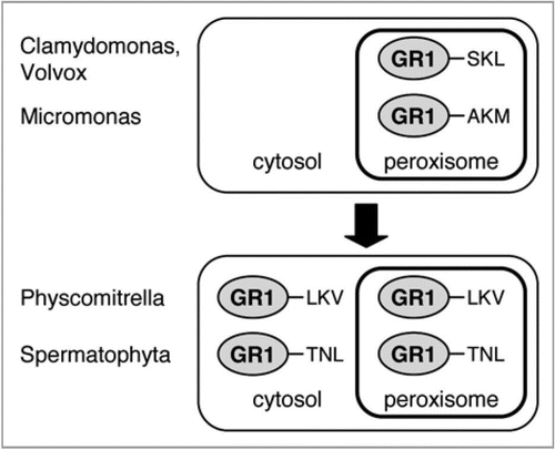 Figure 3 Model of the evolutionary development of the peroxisomal and cytosolic functions of GR1 in spermatophyta. The canonical nature and high peroxisome targeting strength of PTS1s in GR homologs of chlorophyta (Chlamydomonas, Volvox and Micromonas) indicate an exclusive compartmentalization of GR1 in peroxisomes in green algae. By contrast, the non-canonical nature and predicted (LKV>) and proven (TN L>) low peroxisome targeting strength in Physcomitrella and higher plants, respectively, indicate dual enzyme targeting to peroxisomes and the cytosol in bryophyta and spermatophyta.