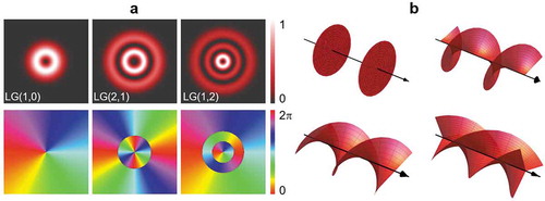 Figure 2. Vortex lines in laguerre-gauss (LG) modes [Citation26]. (a) Transverse intensity (top) and phase (bottom) distributions of the LG(1,0), LG(2,1), and LG(1.2) modes. Those numbers in brackets depict the azimuthal (topological charge l) and radial (denoted by p) indices, respectively. (b) Helical wavefronts and on-axial vortex lines of LG modes in 3D space. Their topological charges are 0, 1, 2, and 3, respectively