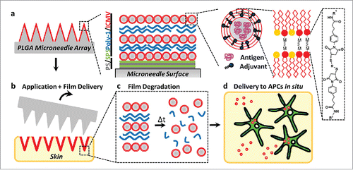 Figure 5. (a) Schematic illustration of (Poly-1/ICMV) multilayers deposited onto PLGA microneedle surfaces (Poly-1 = PBAE). ICMV lipid nanocapsules are prepared with interbilayer covalent cross-links between maleimide head groups (M) of adjacent phospholipid lamellae in the walls of multilamellar vesicles. (Poly-1/ICMV) PEMs were constructed on microneedles after (PS/SPS) base layer deposition. (b) Microneedles transfer (Poly-1/ICMV) coatings into the skin as cutaneous depots at microneedle insertion points. (c) Hydrolytic degradation of Poly-1 leads to PEM disintegration and ICMV release into the surrounding tissue. (d) ICMV delivery to skin-resident APCs provides coincident antigen exposure and immunostimulation, leading to initiation of adaptive immunity. Reprinted with permission from Reference 49.