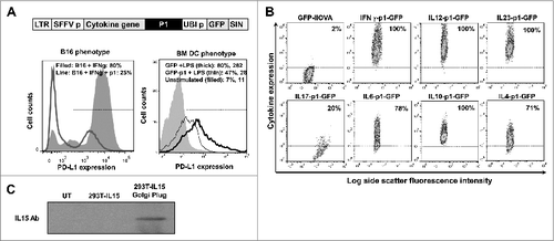 Figure 1. Characterization of lentivectors co-expressing an array of cytokines and a PD-L1-targeted shRNA. (A) Lentivector system used to co-express cytokine genes, a PD-L1-targeted microRNA (p1), and green fluorescent protein (GFP). The histograms show PD-L1 expression in B16F0 cells (B16, left) transduced with the lentivectors co-delivering GFP-p1, and treated with IFNγ and bone marrow-derived dendritic cells (BM-DCs, right) transduced with GFP-p1 or only GFP and treated with lipopolysaccharide (LPS). Percentages and mean fluorescent intensities (MFI) for the indicated treatments are shown. Horizontal lines in the histograms represent the gate excluding 95% of non-transduced (GFP−) cells. LTR, long-terminal repeat; SFFVp, spleen focus-forming virus promoter; UBIp, ubiquitin promoter; SIN, self-inactivating LTR. (B) Flow cytometry density-plots showing cytokine expression (detected by intracellular staining with cytokine-specific antibodies) in 293T cells transduced with the indicated lentivectors. Percentages of cytokine-expressing cells are shown within the graphs. Horizontal lines represent exclusion of 95% of non-transduced cells. (C) IL15 expression assessed by inmunoblot of protein prepared from 293T cells transduced with a lentivector encoding IL15. GolgiPlug was added (top) to allow cytokine accumulation prior to cell harvest. UT, untransduced. A bioassay using SMAD-GFP cellsCitation19 was used for TGFβ detection (5.1 ± 1.03 μg TGF-β/mL lentivector stock).