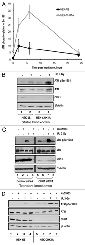 Figure 4. ATM autophosphorylation in CHK1-depleted cells. (A) Time course of ATM activation in response to ionizing radiation as measured by phosphorylation of Ser1981 in HEK-NS and HEK-CHK1A cell lines. Graphed data are the average of three independent measurements ± SEM (B) Representative western blot showing increased ATM phosphorylation in HEK293 stable cell lines HEK-NS and HEK-CHK1A at 2 h post-irradiation. (C) Exponentially growing HEK293 cells were seeded at 50% confluency and allowed to attach overnight. Transfections were performed in 6-well dishes with 300 pmoles of non-targeting siRNA or CHK1 siRNA per well and Lipofectamine 2000 according to the manufacturer's instructions. At 48 h post-transfection the cells were pre-treated for 1 h with either vehicle (DMSO) or 10 µM Ku55933, followed by exposure to ionizing radiation (3 Gy γ-IR). The cells were harvested at 2 h post-IR and analyzed by western blot. (D) HEK-NS and HEK-CHK1A cell lines were seeded and allowed to recover for 18 h. Following irradiation at 3 Gy γ-IR, the cells received either vehicle (DMSO) or 10 µM Ku55933 after 30 min post-IR. The samples were harvested at 2 h post exposure and analyzed by western blot.