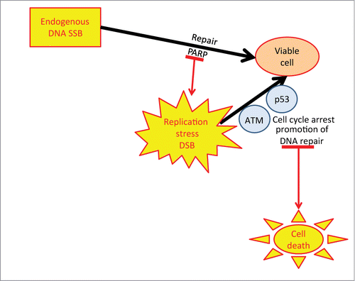 Figure 1. Role of PARP ATM and p53 in cell viability Endogenous DNA damage is repaired by PARP to maintain viability. If PARP is inhibited replication stress and DSB ensue, triggering p53 and ATM to arrest the cell and promote repair of the DSB. In the absence/inhibition of ATM and p53 function the DSB will accumulate and the cell will progress through the cell cycle with broken DNA leading to cell death.