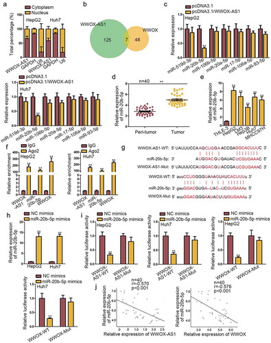 Figure 3. WWOX-AS1 acts as a ceRNA to sponge miR-20b-5p and upregulate WWOX expression in HCC. (a) According to subcellular fractionation assay, WWOX-AS1 was mainly distributed in cytoplasm of HepG2 and Huh7 cells. (b) DIANA and starBase predicted seven potential miRNAs that could bind with both WWOX-AS1 and WWOX. (c) The expression levels of potential miRNAs were detected in transfected cells via qRT-PCR after 48 h of transfection. (d) MiR-20b-5p expression in HCC tissues and adjacent non-tumor tissues was detected by qRT-PCR. (e) MiR-20b-5p expression in HCC cell lines and one control cell line was examined through western blot. (f) RIP revealed the significant enrichment of WWOX-AS1, miR-20b-5p and WWOX in anti-Ago2 group after incubation for overnight. (g) The predicted binding sequences between miR-20b-5p and WWOX-AS1 (or WWOX). (h) qRT-PCR was used to detect the overexpression efficiency of miR-20b-5p after 48 h of transfection. (i) Luciferase reporter assay was performed to examine the interaction between miR-20b-5p and WWOX-AS1 (or WWOX) in HepG2 and Huh7 cells after 48 h of transfection. (j) Expression relevance between miR-20b-5p and WWOX-AS1 (or WWOX) in HCC tissues was analyzed via Pearson’s correlation analysis. **P < .01
