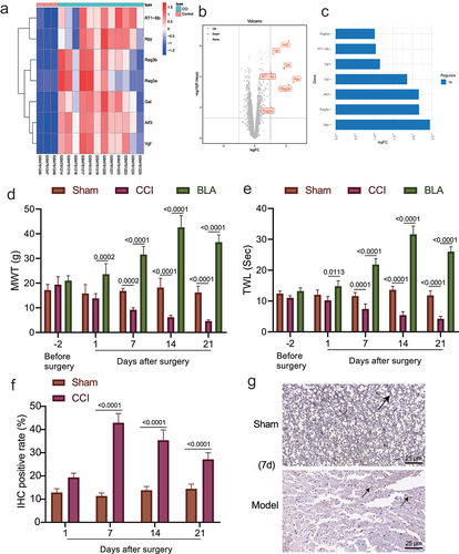 Figure 1. The role of amygdala nerve activity in rats with neuropathic pain-like behaviors is related to NPY expression. A-B, Heatmap (a) and volcano map (b) of differentially expressed genes between samples of control (n = 3) and CCI (n = 12) rats in the GSE30691 dataset. (c) The logFC values of differentially expressed genes between samples of control and CCI rats in the GSE30691 dataset. FC, fold change. (d) The MWT of CCI rats with/without BLA kindling at different time points. * p < 0.05 vs. untreated CCI rats. (e) The MWT of CCI rats at different time points. * p < 0.05 vs. untreated CCI rats. (f)-(g) Statistics (f) and NPY immunohistochemistry-positive staining (g) of sciatic nerve tissue of the CCI rats and the sham-operated rats on the 1st, 7th, 14th, and 21st day after modeling (The arrow points to NPY positive cells). * p < 0.05 vs. sham-operated rats n = 5.