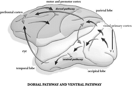 Figure 2. The ventral pathway, leading to the temporal lobe, is the “What?”-pathway where basic visual attributes – such as contours, shape, texture, color etc. – of an object are assembled. It is then also the pathway where these separable elements or attributes can lead to the perceptual identification of an object, in much the same way as Freud proposed for the primary process. The dorsal pathway, leading to the parietal lobe, is the “Where?”-pathway where action plans are spatiotemporally elaborated, in much the same way as Freud proposed for the secondary process.