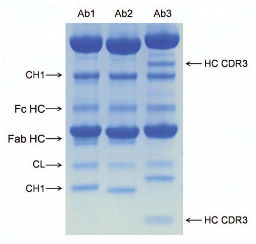 Figure 5 Comparison of the cleavage pattern in three monoclonal antibodies. The three antibodies were stored in PBS at pH 7.0 for three months at 45°C. All antibodies show comparable cleavage in the hinge (Fc HC band, the Fab HC band is not apparent in Ab3 due to co-migration with the light chain), comparable cleavage in the K133STSGGT loop (in agreement with the sequence of the variable domain the N-terminal fragment (CH1 band) showed different molecular weight), comparable cleavage in the CL domain. Ab3 has two additional bands that correspond to two cleavages (seen as a doublet on the small N-terminal fragment) in heavy chain CDR3.