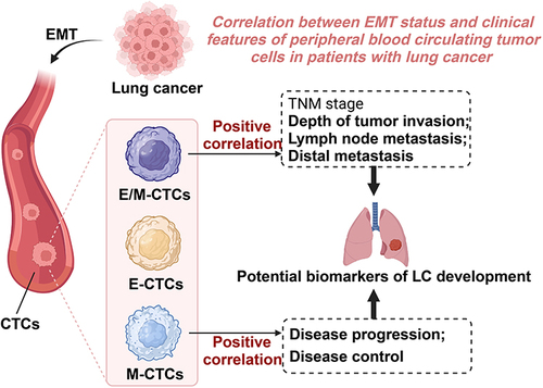 Figure 5 Schematic illustration of the role of epithelial-mesenchymal transition phenotypes of circulating tumor cells in regulating lung cancer progression.