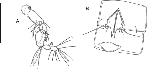 Figure 13. Kinnecaris lyncaea (Cottarelli and Bruno, Citation1994). A, male, antennule, dorsal view. B, male, first and second urosomites, leg 5 and leg 6, ventral view. Scale bar: 50 µm.