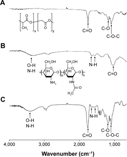 Figure 2 IR spectra of (A) PLGA, (B) chitosan, and (C) PLGA-chitosan nanoparticles.Note: Characteristic peaks of PLGA-chitosan were observed by IR spectra.Abbreviations: IR, infrared; PLGA, poly(d,l-lactide-co-glycolide acid).