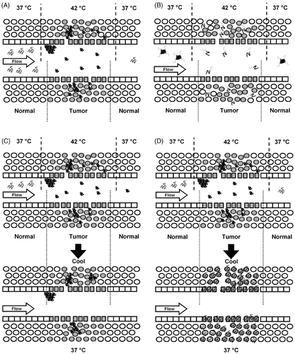 Figure 1. Strategies for designing anti-tumor temperature sensitive peptides. Images depict peptide drug carriers flowing through permeable tumor vasculature during or after local hyperthermia. (A) An associating peptide accumulates into depots within hyperthermic tumor regions. (B) A disassociating peptide micelle disassembles within hyperthermic tumor, and monomeric peptides diffuse rapidly into the tumor. (C) An irreversible-associating peptide is retained in depots after the tissue cools to body temperature, contacting a subset of cells. (D) A reversible-associating peptide floods the tissue with concentrated monomeric peptides after the tissue cools to body temperature, contacting most of the cells.