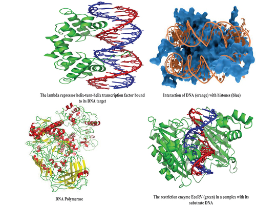 Figure 1. Examples of DNA-binding proteins.