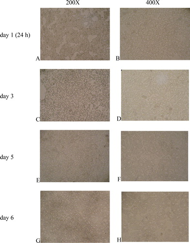Figure 1. Primary culture of broiler hepatocytes at 24 h (A,B), day 3 (C,D), day 5 (E,F) and day 6 (G,H). Magnification 200× (A,C,E,G) and 400× (B,D,F,H).