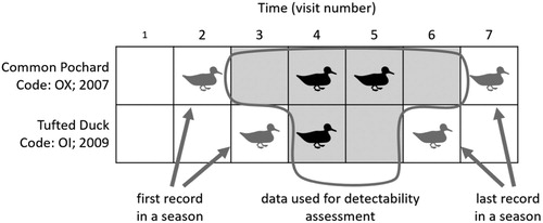 Figure 1. Illustration of the sampling design for two female ducks. Rows correspond to individual females, columns to individual visits from May to July. Cells with a duck symbol indicate visits with a positive record of the female, empty cells indicate visits in which the female was not recorded. Grey shading shows visits where the given female was known to be present due to her previous and subsequent records; only these cells were retained in all statistical analyses. Each cell counts as one observation, giving a total of 980 observations in the data set.