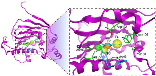 Figure 2. The pharmacophore model of Hsp90. The hydrogen-bond donor (F1) and aromatic centre (F2) were indicated by green and orange spheres, respectively. The two hydrophobic centroid features F3 and F4 were indicated by yellow spheres. The dashed black line represented hydrogen-bond interaction. Each key residue was annotated with a three-letter amino acid code.