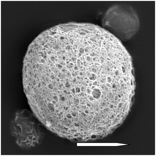Figure 2. Transmission electron microscope photograph of NCTD microspheres. ×3000. Display full size 6 µm.