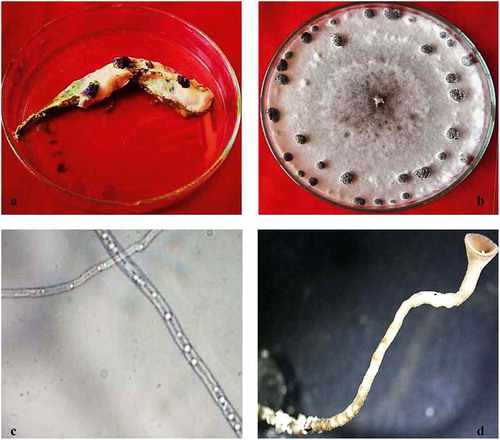 Fig. 1 (Colour online) Symptoms of field-infected okra pods and the isolated fungus. (a) Infected pod displaying white mycelium growth and sclerotial development. (b) Pure culture of the isolated fungus showing white fluffy mycelium and rings of sclerotia. (c) Hyaline mycelium of S. sclerotiorum. (d) Stalk of mature apothecium.