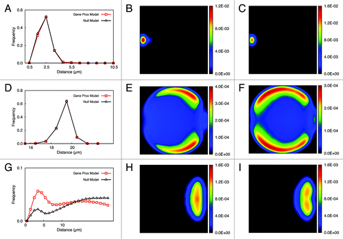 Figure 1. Distribution of genomic loci in Null Model and Gene Proximity Model. Panel (A) shows the distribution of distances from the centromeres to the spindle pole body (SPB) site in the simulations with and without gene interaction. Panel (B) shows the two-dimensional projection of the position of centromeres in the simulation without gene interaction and panel (C) with gene interaction. Panel (D) shows the distribution of distances from telomeres to the SPB sites for two kinds of simulations. Panel (E) shows the two-dimensional projection of telomeres in the simulation with gene interaction and (F) shows the pattern without gene interaction. Panel (G) shows the distributions of distances between presumed interacting gene pairs for simulations with and without gene interaction. Finally panels (H) and (I) show the two-dimensional projection of rDNA genes cluster in simulations with and without gene interaction, respectively.