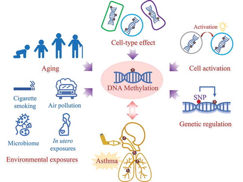 Figure 2. Potential sources that could change DNA methylation in relation to asthma.
