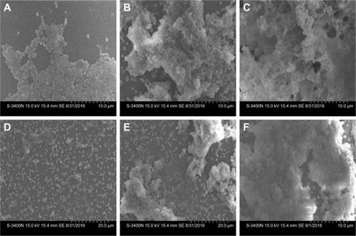 Figure 5 Biofilm surface structure after inhibition and clearance by SEM. (A and B) Groups treated with 1.33 μg/mL LFFS and BZL (magnification 4000×) (C) BFFS group (×15.4 μm, 4,000×). (D and E) Groups treated with 5 mg/mL LFFS and BZL (magnification 4000×). (F) MRSA control (magnification 4000×).Abbreviations: BFFS, blank film-forming system; BZL, benzalkonium bromide; LFFS, liquid film-forming system; MRSA, methicillin-resistant Staphylococcus aureus; SEM, scanning electron microscope.