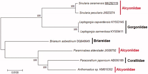 Figure 1. Phylogenetic tree showing the relationship among S. ceramensis and other members of order Alcyonacea based on maximum-likelihood (ML) approach. Numbers behind each node denote the bootstrap support values. The GenBank accession numbers are indicated on the right side of species names.