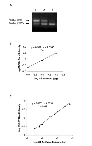 Figure 2.  Quantification of male DNA amount by conventional standard curve analysis and the master curve strategy. (A) Electrophoresis of 1000 ng of DNA extracted from a female liver post-transplantation submitted to standard PCR with SRY-specific primers and coamplified with competitive template (CT) of (Citation1) 0.0001, (Citation2) 0.00001, and (Citation3) 0.000001 pg, respectively. Scanning densitometry of the product bands generated ratios of 3.20, 0.83, and 0.21, respectively. (B) A conventional standard curve of the data shown in panel A, in which data are plotted as the log CT/SRY band intensity ratio versus the amount (amt) of CT used. (C) The master standard curve, generated from the conventional standard curve in panel B by the inclusion of male DNA amount added to the denominator on the x-axis.