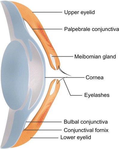 Figure 1 Schematic sagittal section of the lacrimal functional unit.