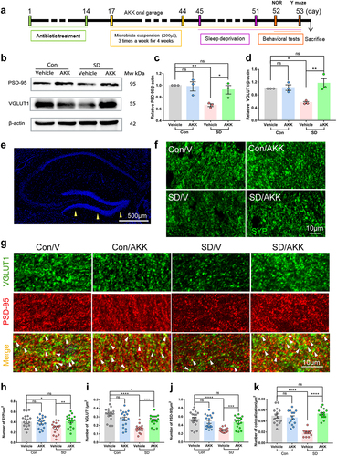 Figure 5. A. muciniphila supplement attenuates synaptic loss in SD mice.