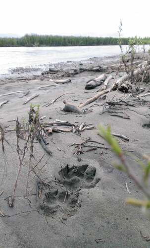 FIGURE 2 Wolf tracks along the Yukon River, Alaska. Wildlife and humans have always used rivers as natural travel corridors (Smith Citation2020). Recent archeological evidence (Davis et al. Citation2019) indicates that North America’s earliest known people entered the continent following the Columbia River upstream from the Pacific coast. [Access] (Author photo, 2015).