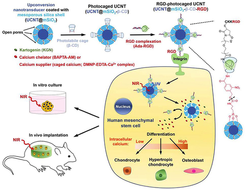 Figure 3 NIR light trigger of photo-uncaging and intracellular release of KGN or calcium by UCNPs nanocarriers to control the differentiation of stem cells in vitro and in vivo.